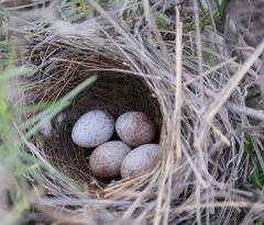 Emberiza capensis capensis