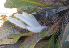 Protea pruinosa