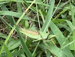 Atractomorpha lata