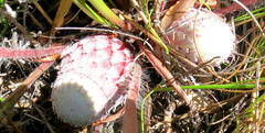 Protea pruinosa