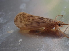 Halesus radiatus
