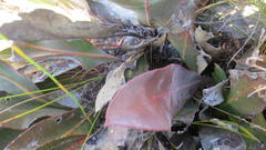 Protea pruinosa
