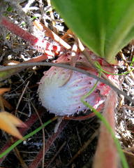 Protea pruinosa