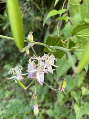Tricyrtis macropoda