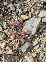 Dicentra peregrina