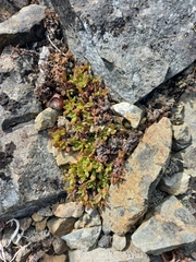 Hylotelephium cyaneum