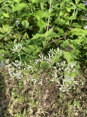 Eupatorium makinoi