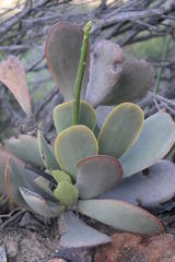 Adromischus maximus