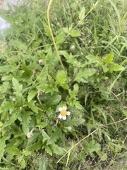 Tridax procumbens