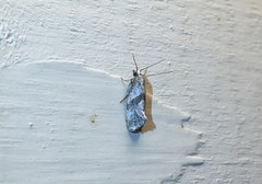Cochylidia implicitana
