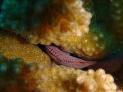 Spotted Coral Croucher photo 2