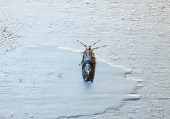 Cochylidia implicitana