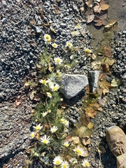 Tripleurospermum subpolare