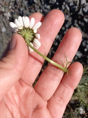 Tripleurospermum subpolare