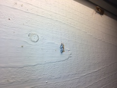 Cochylidia implicitana