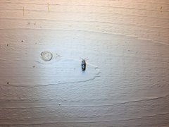 Cochylidia implicitana