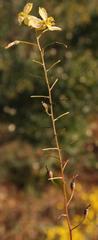 Bulbine wiesei