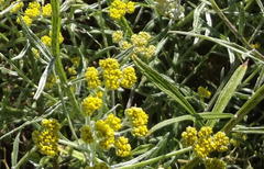 Helichrysum stenopterum