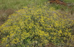 Helichrysum stenopterum
