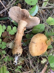 Cortinarius triumphans