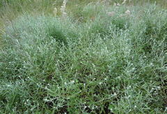 Helichrysum stenopterum