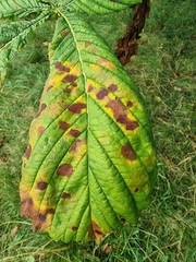 Cameraria ohridella