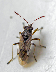 Nysius ericae
