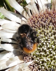 Bombus wurflenii