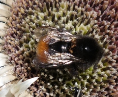 Bombus wurflenii