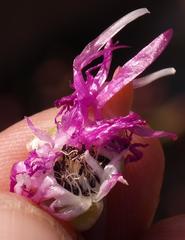 Cephalophyllum pulchrum