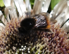 Bombus wurflenii