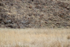 Euplectes progne progne