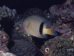 Plectroglyphidodon dickii