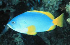 Blue and Yellow Grouper photo 3