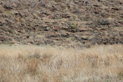 Euplectes progne progne