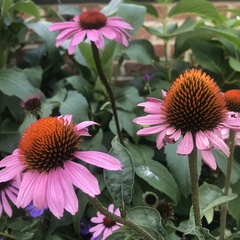 Echinacea purpurea