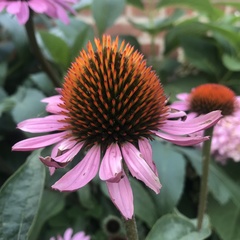 Echinacea purpurea