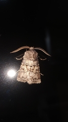 Agrotis bigramma