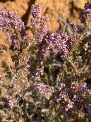 Erica melanthera