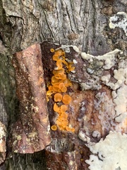 Dacrymyces