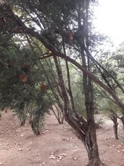 Melaleuca leucadendra