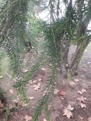 Melaleuca leucadendra