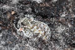 Breviceps rosei rosei