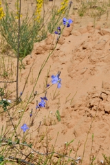 Heliophila macowaniana