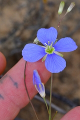 Heliophila macowaniana