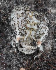 Breviceps rosei rosei