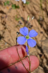 Heliophila macowaniana
