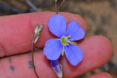 Heliophila macowaniana