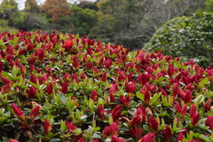 Rhododendron obtusum