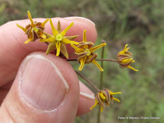 Asclepias aurea